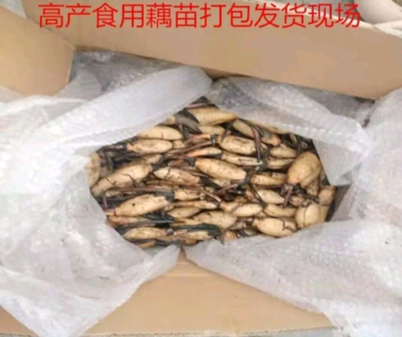 莲藕苗【包邮】【食用藕】粉莲藕粉莲藕齐全