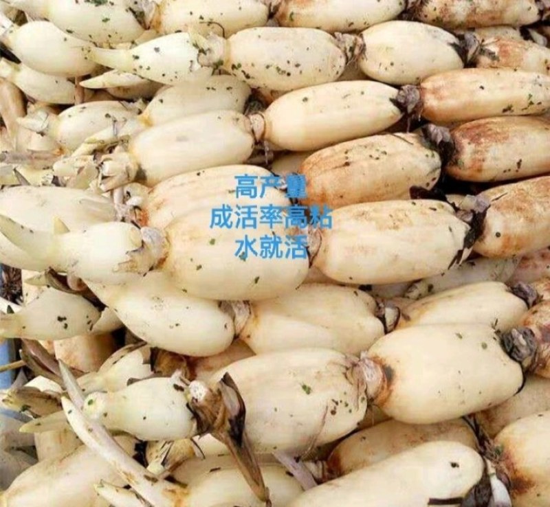 莲藕苗【包邮】【食用藕】粉莲藕粉莲藕齐全