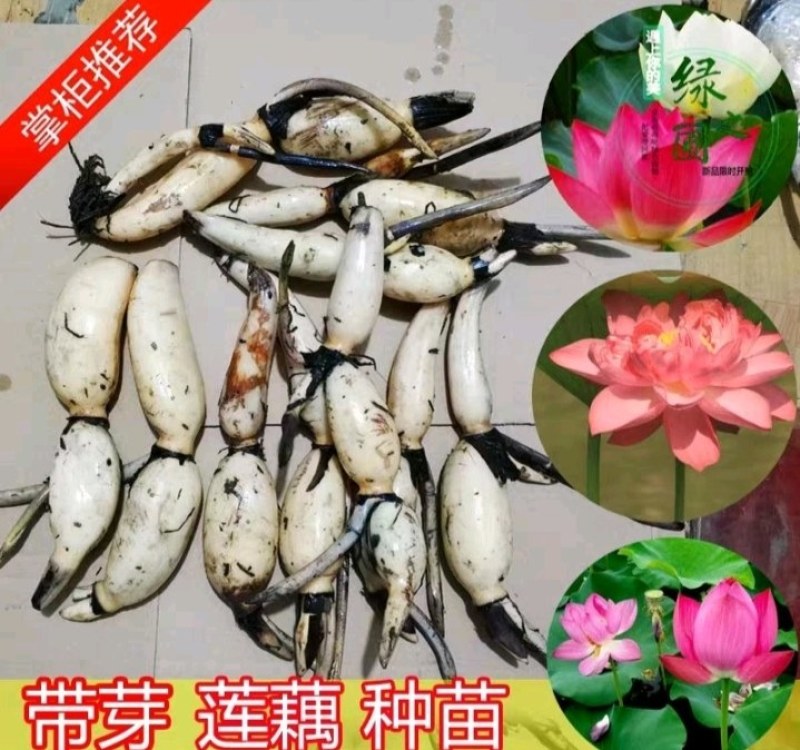 莲藕苗【包邮】【食用藕】粉莲藕粉莲藕齐全
