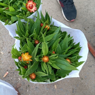 麦秆菊颜色齐全品相好基地直发发货量大优惠货源充足