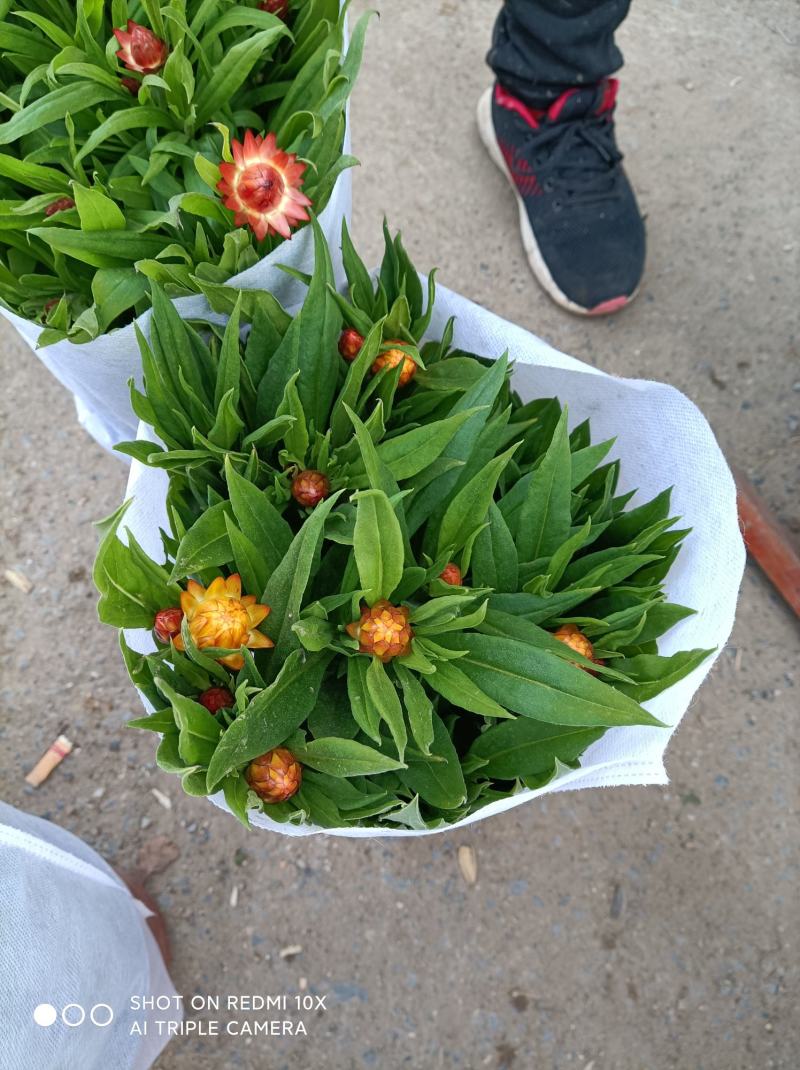 麦秆菊颜色齐全品相好基地直发发货量大优惠货源充足