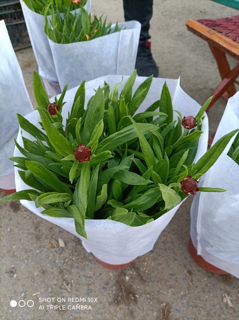 麦秆菊颜色齐全品相好基地直发发货量大优惠货源充足