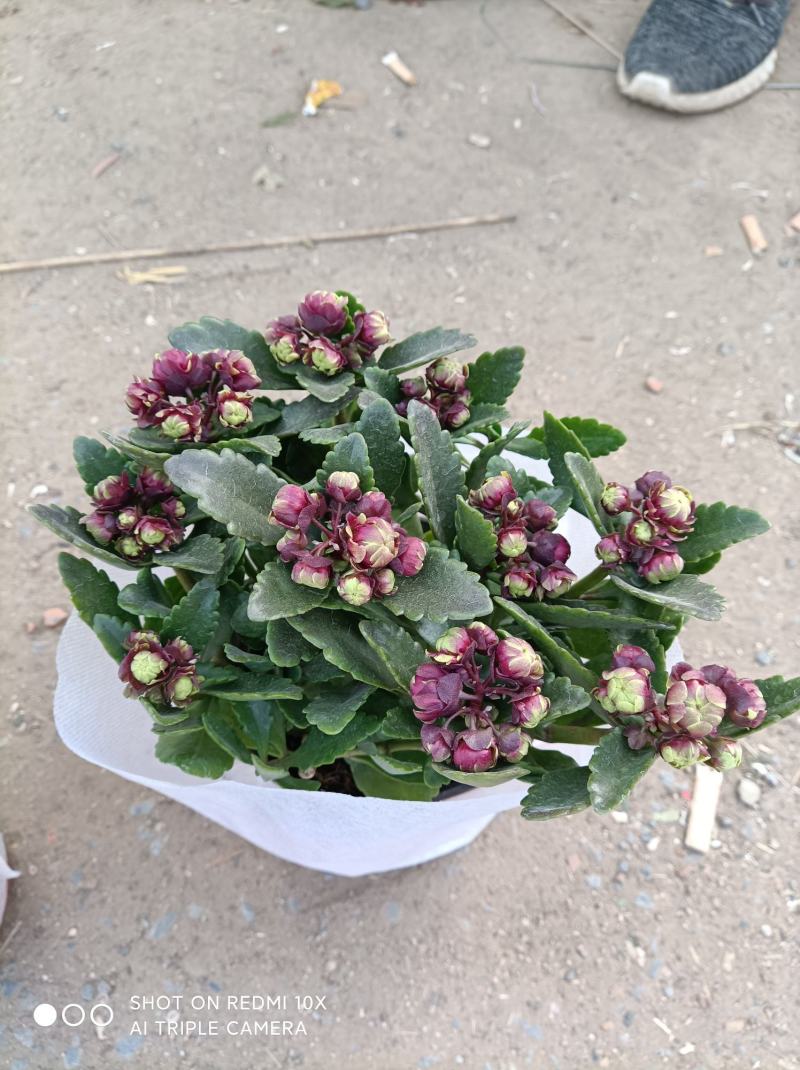 麦秆菊颜色齐全品相好基地直发发货量大优惠货源充足