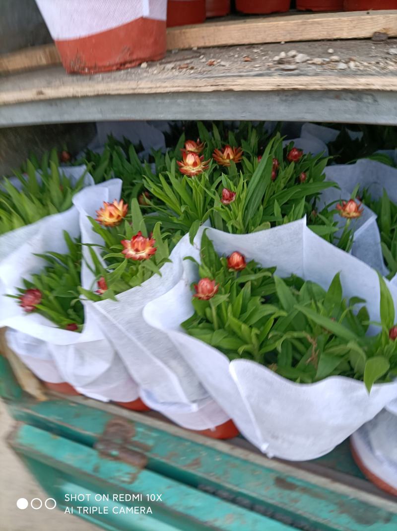 麦秆菊颜色齐全品相好基地直发发货量大优惠货源充足