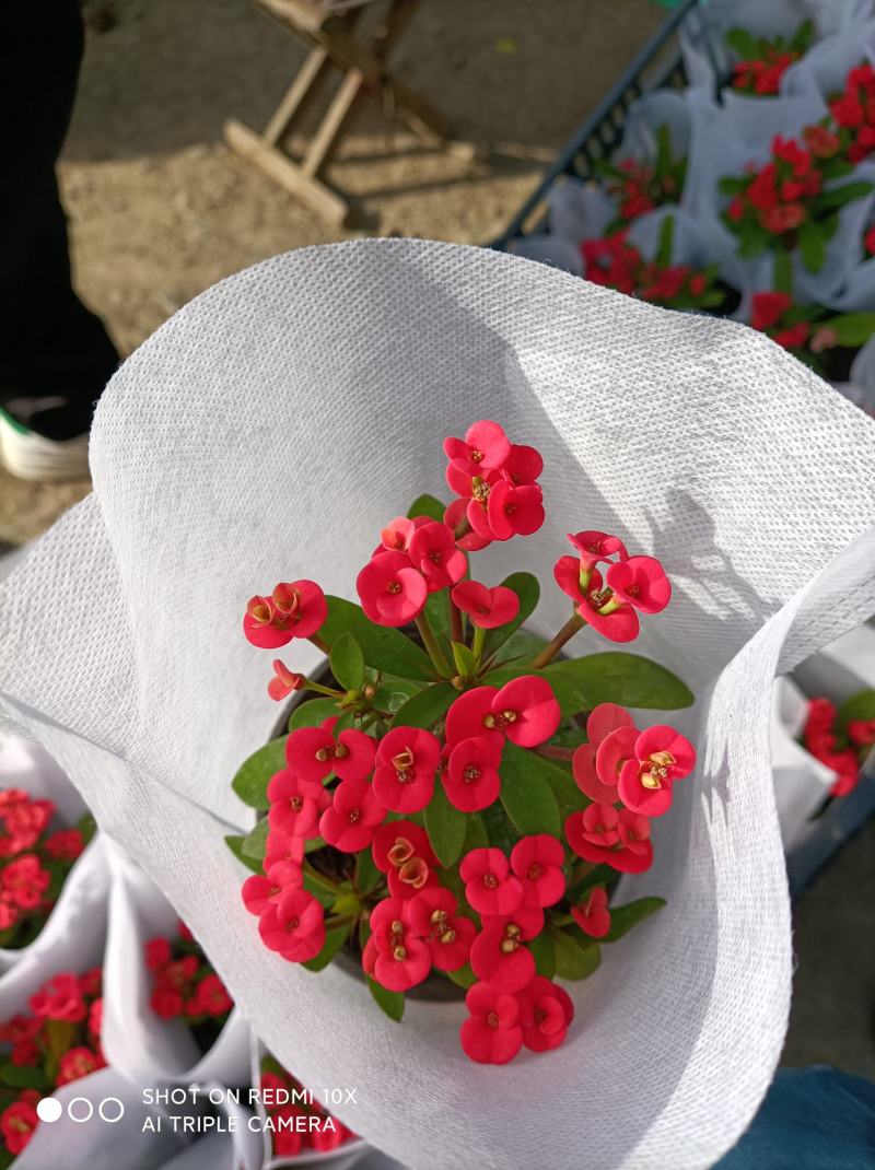 麦秆菊颜色齐全品相好基地直发发货量大优惠货源充足