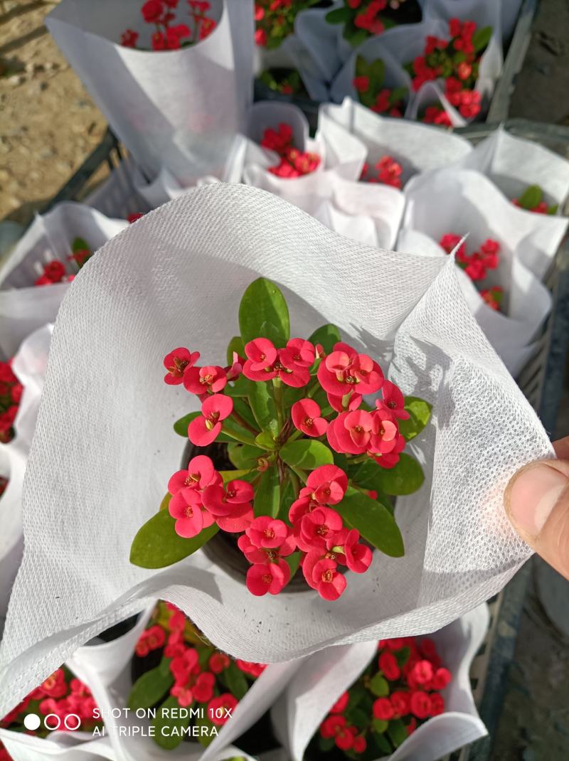 麦秆菊颜色齐全品相好基地直发发货量大优惠货源充足
