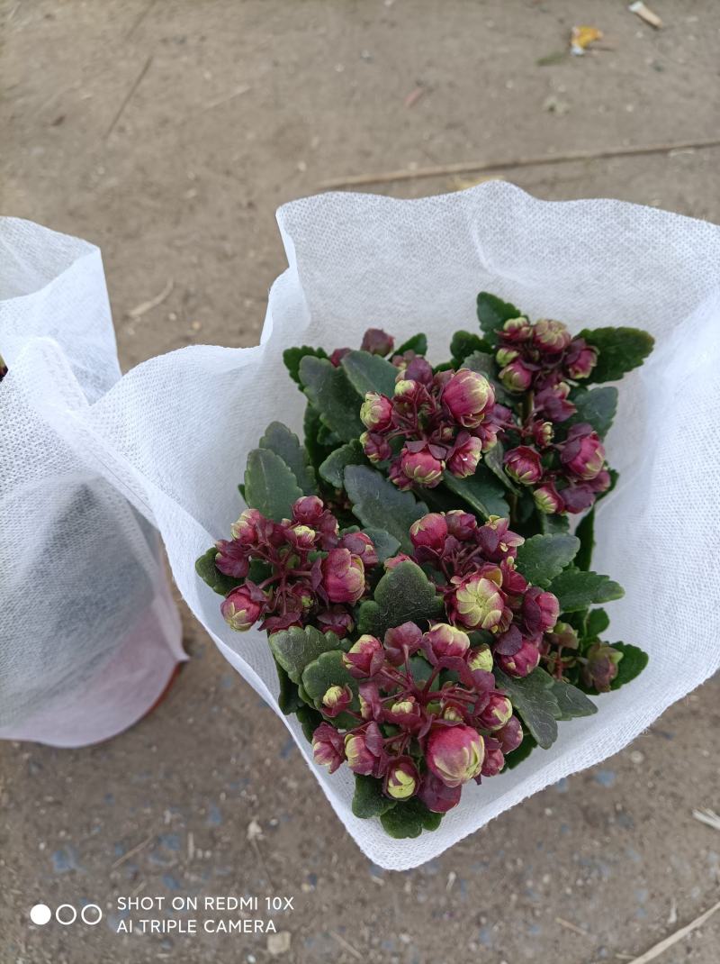 麦秆菊颜色齐全品相好基地直发发货量大优惠货源充足