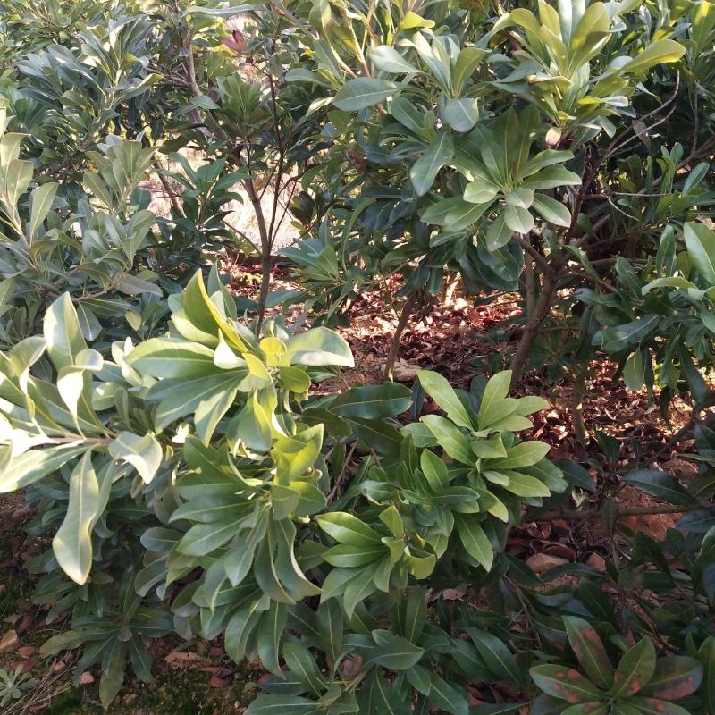 浙江杨梅苗2年东魁杨梅苗，黑碳杨梅苗，自育自销，低价供应