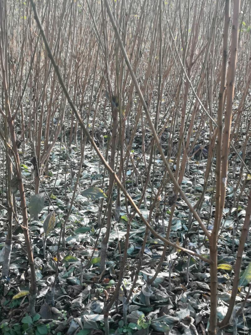 李子苗，奈李苗，苗圃直供，品种正宗，保证成活，
