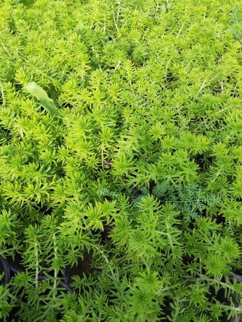 金叶佛甲草耐低温成活率高量大优惠欢迎咨询