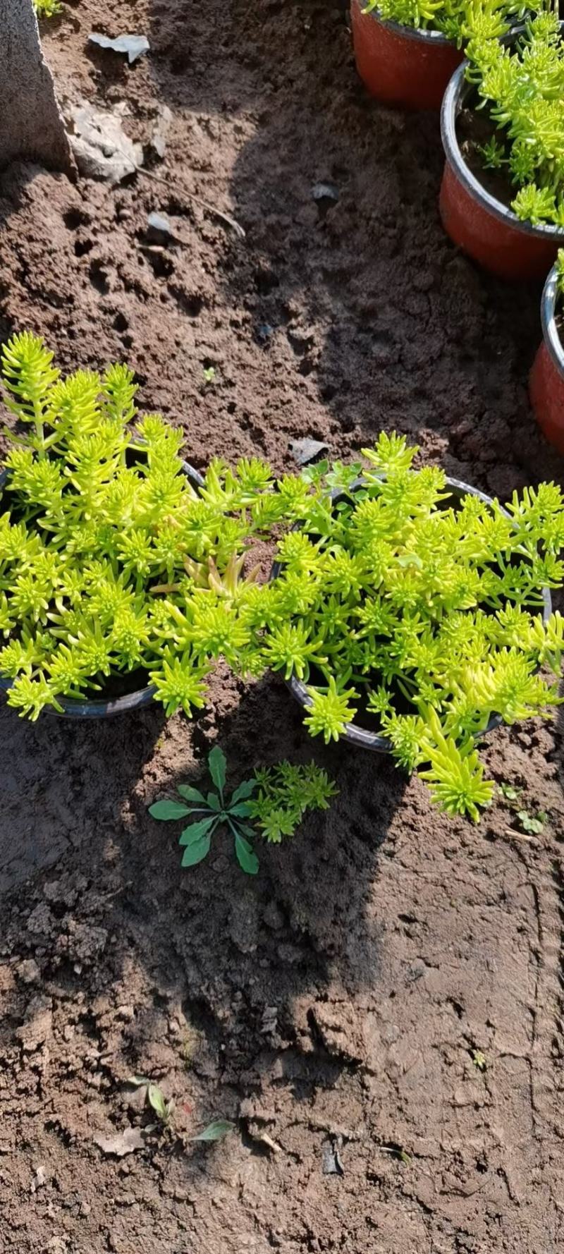 金叶佛甲草耐低温成活率高量大优惠欢迎咨询