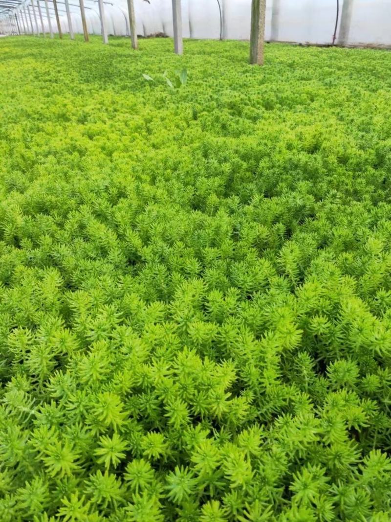 金叶佛甲草耐低温成活率高量大优惠欢迎咨询