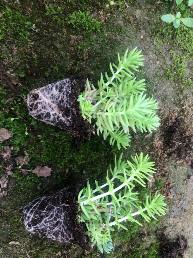 金叶佛甲草耐低温成活率高量大优惠欢迎咨询