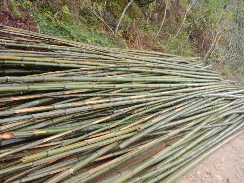 精选毛竹楠竹深山毛竹-规格齐全够靓够老产地装车价格实惠