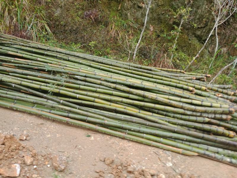 精选毛竹楠竹深山毛竹-规格齐全够靓够老产地装车价格实惠