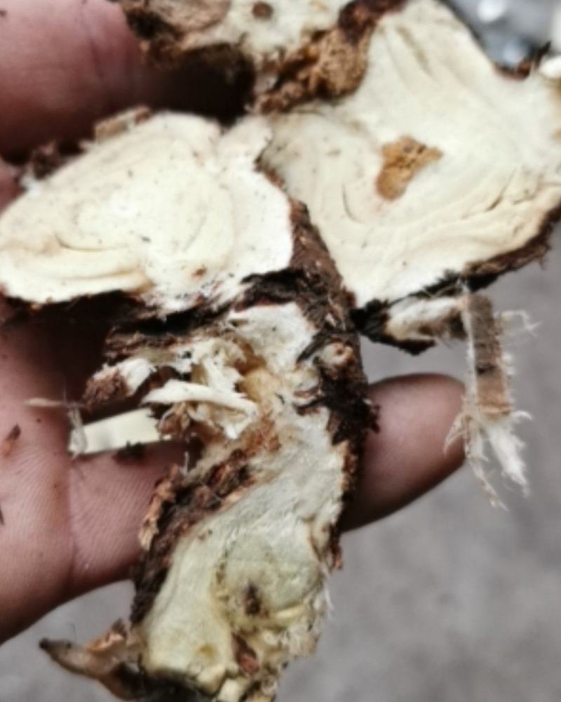 天然野生黄芪，高含量，整支，切片，全国包邮。