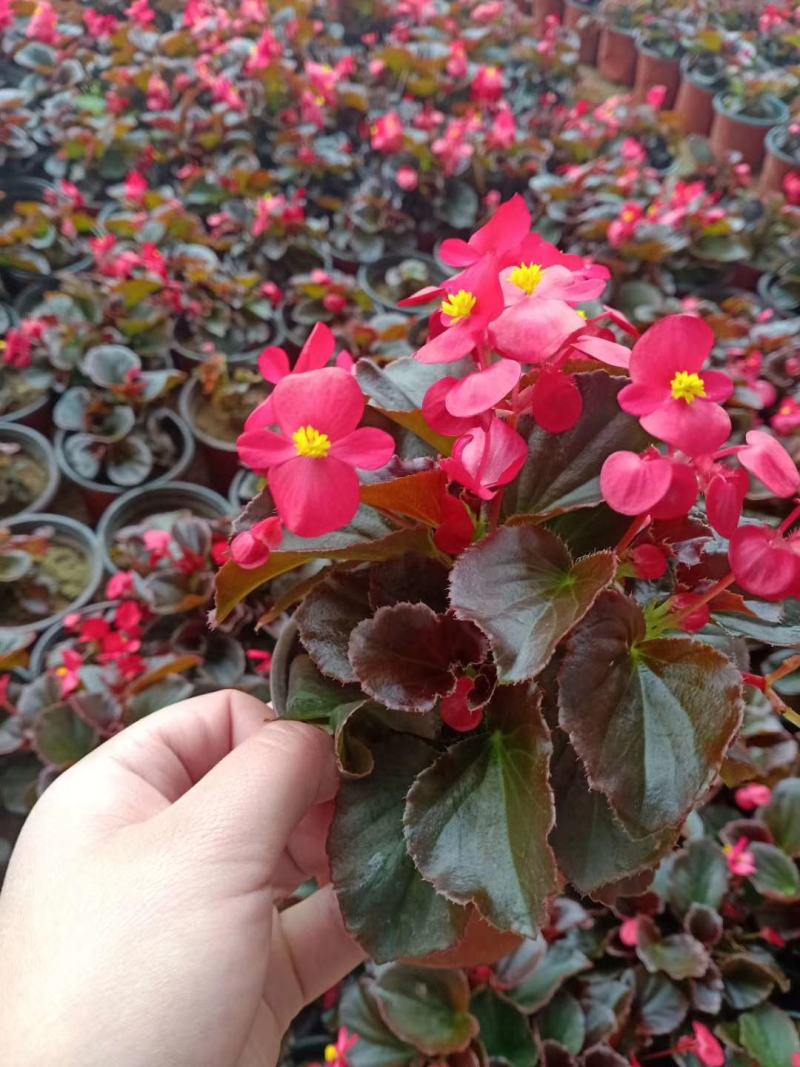 紫叶酢浆草，基地直销，常年销售各种绿化苗木