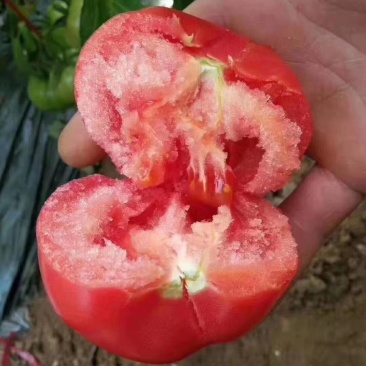 自家种植普罗旺斯西红柿