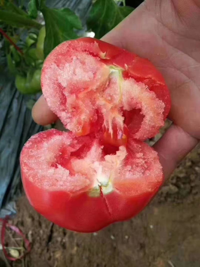 自家种植普罗旺斯西红柿