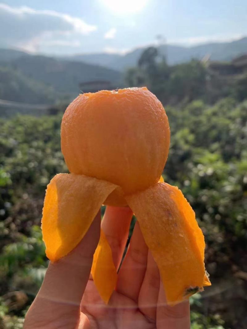 原生态枇杷，特别甜