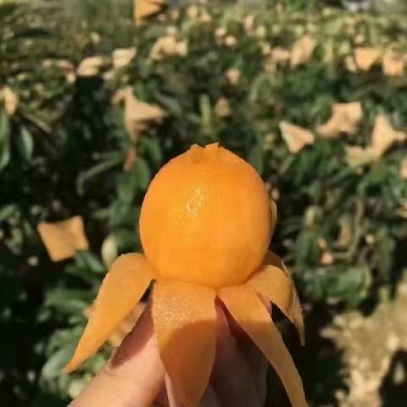 原生态枇杷，特别甜