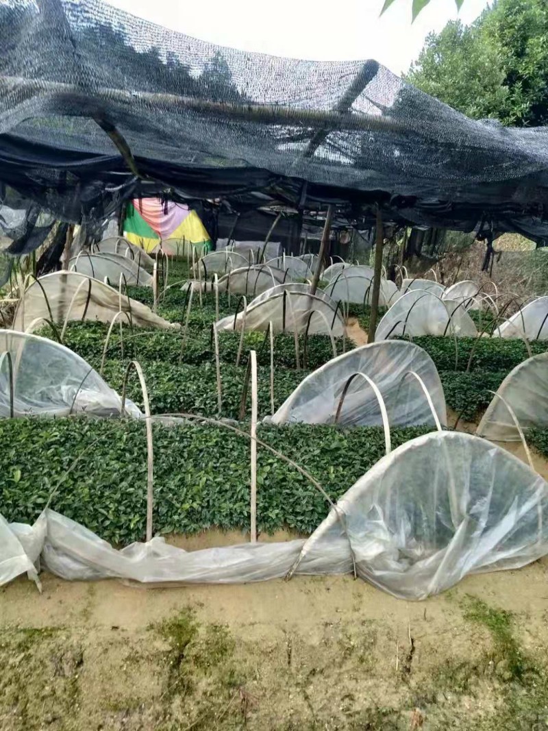 优质巴戟天种苗，基地苗场直供，产量六七千斤，欢迎预定洽谈