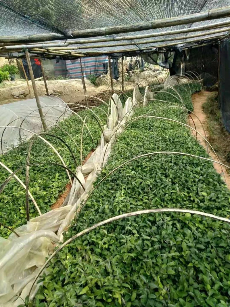 优质巴戟天种苗，基地苗场直供，产量六七千斤，欢迎预定洽谈
