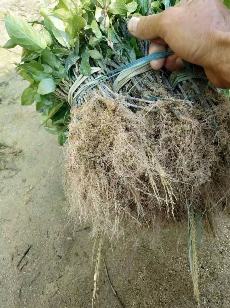 优质巴戟天种苗，基地苗场直供，产量六七千斤，欢迎预定洽谈