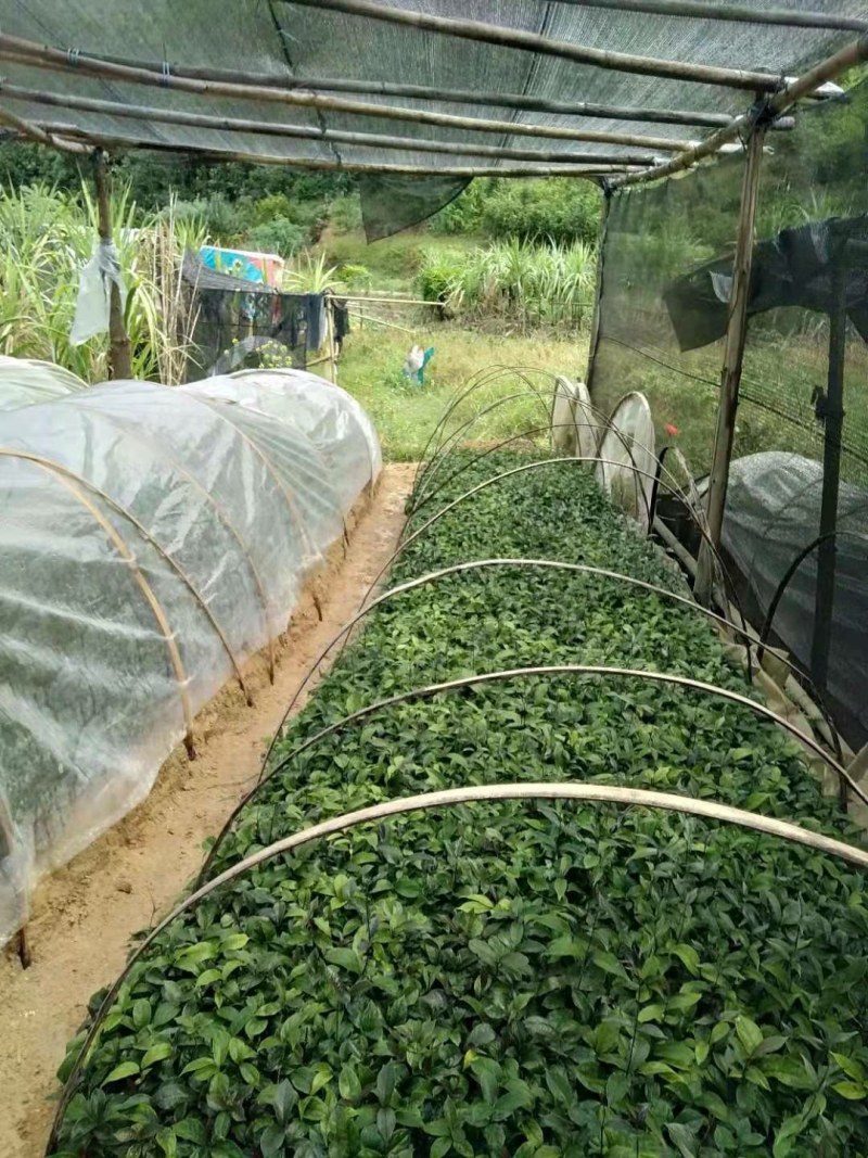 优质巴戟天种苗，基地苗场直供，产量六七千斤，欢迎预定洽谈