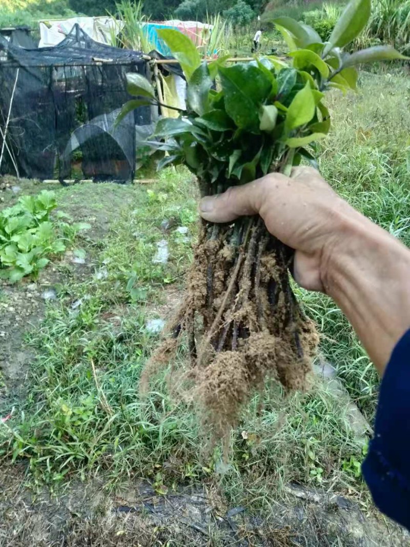 优质巴戟天种苗，基地苗场直供，产量六七千斤，欢迎预定洽谈