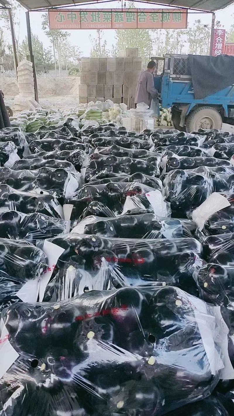 山东聊城园茄李合增代收代发各大蔬菜市场火热销售中