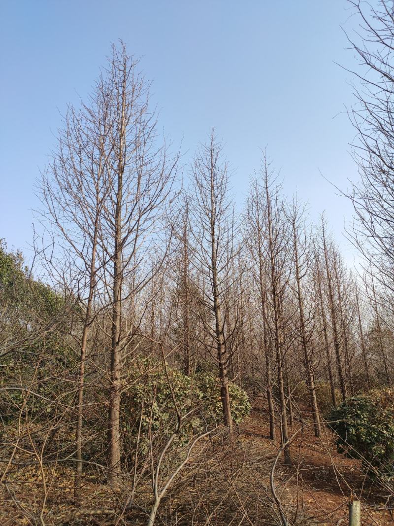 水杉10-15公分水杉大量供应精品水杉树产地直销
