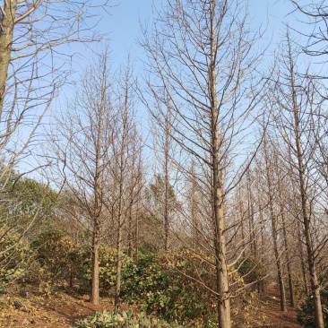 水杉10-15公分水杉大量供应精品水杉树产地直销