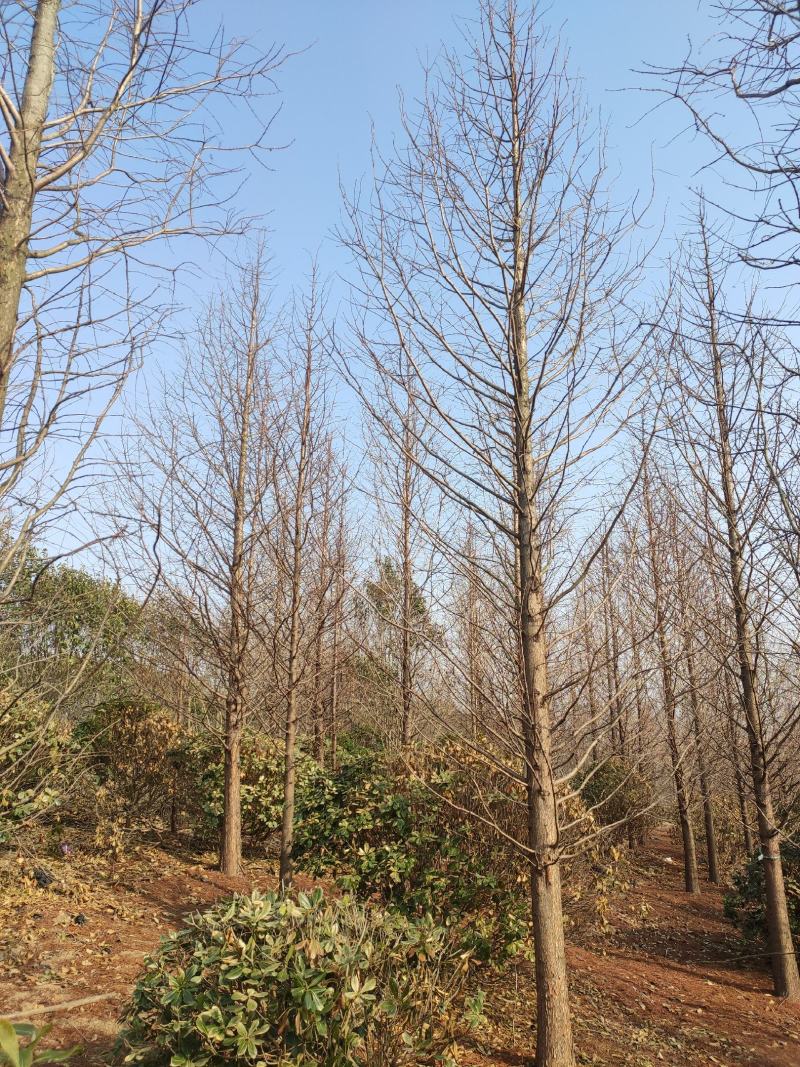 水杉10-15公分水杉大量供应精品水杉树产地直销