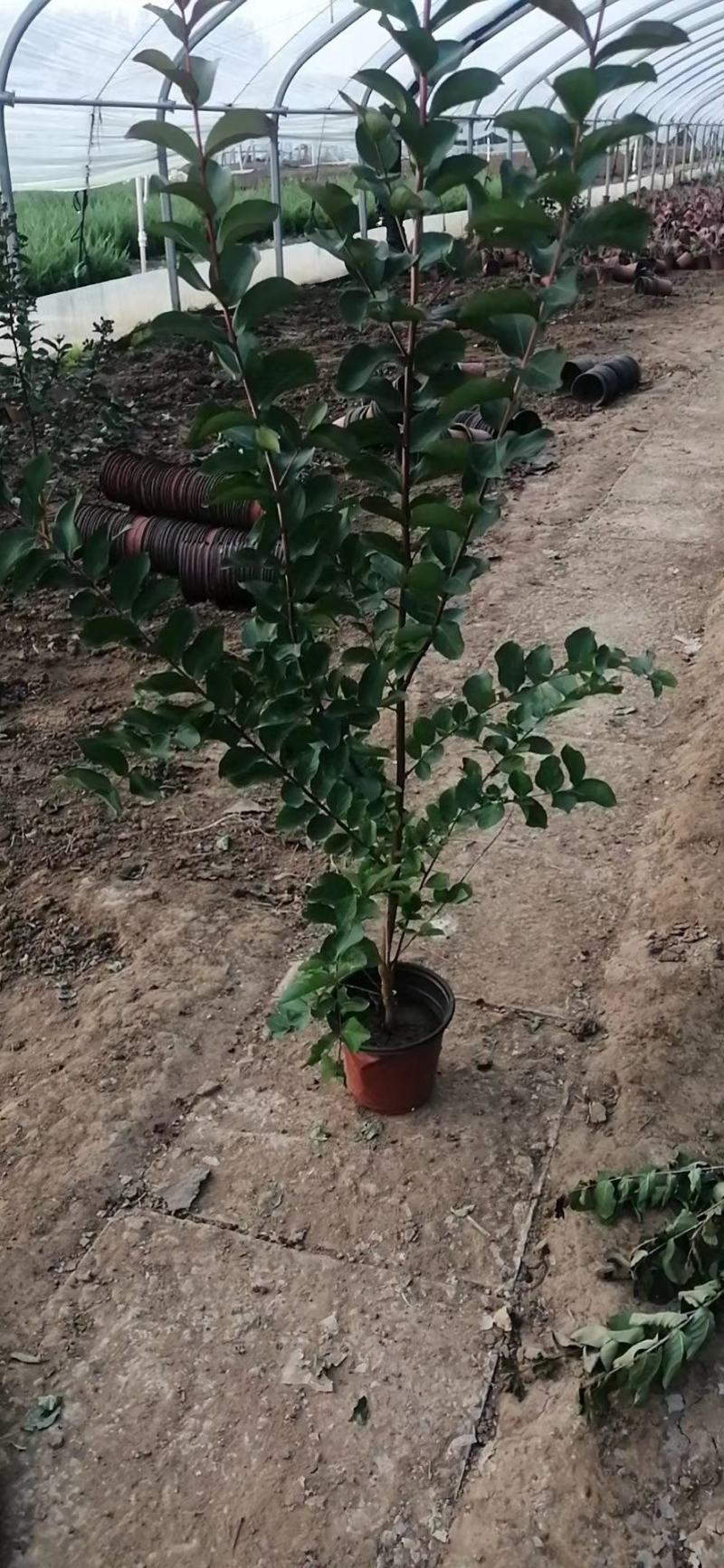 紫薇，基地直销，常年销售各种绿化苗木。。