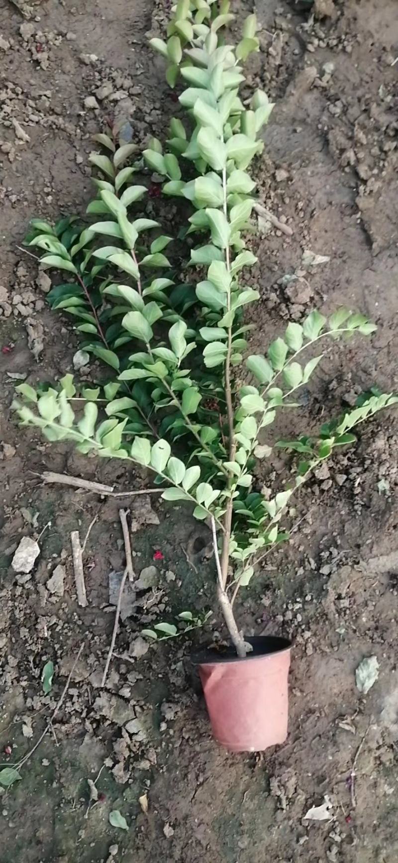 紫薇，基地直销，常年销售各种绿化苗木。。