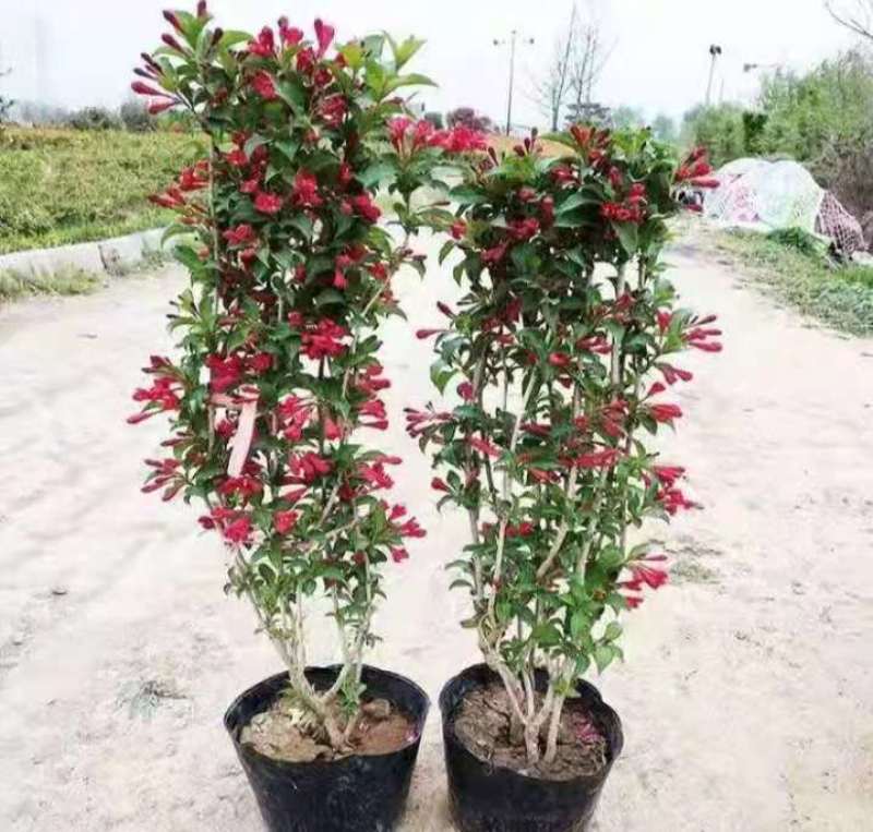 五彩锦带红王子锦带花【速生生长速度快】成活率高