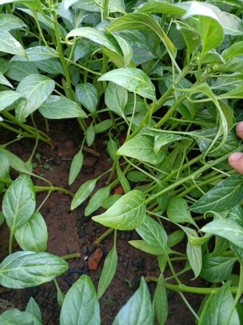 线辣椒苗，辣椒苗，优质辣椒苗，长茄子苗