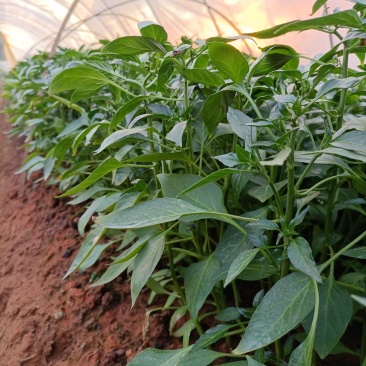 线辣椒苗，辣椒苗，优质辣椒苗，长茄子苗