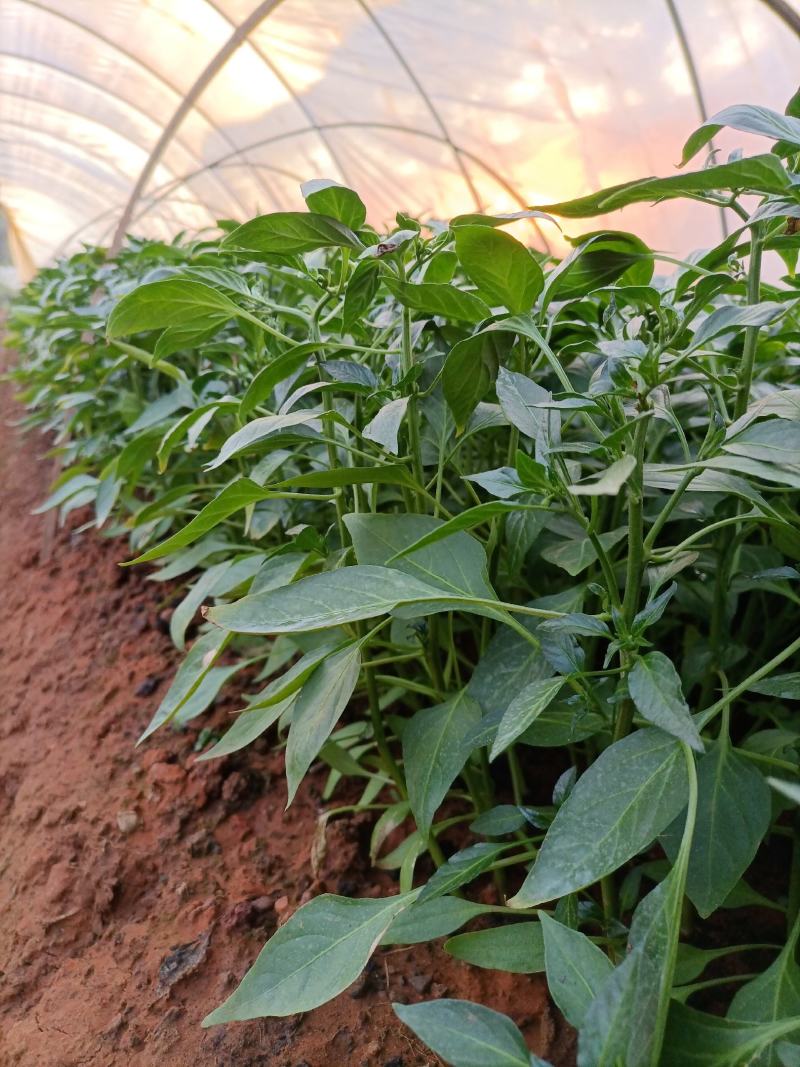 线辣椒苗，辣椒苗，优质辣椒苗，长茄子苗