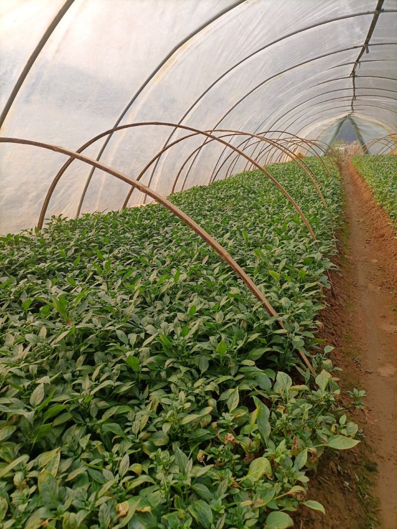线辣椒苗，辣椒苗，优质辣椒苗，长茄子苗