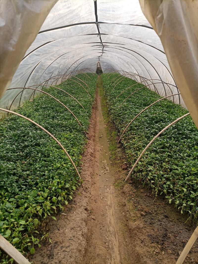 线辣椒苗，辣椒苗，优质辣椒苗，长茄子苗