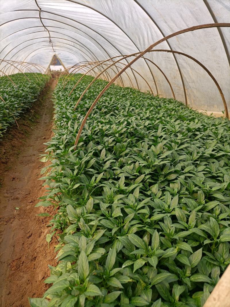 线辣椒苗，辣椒苗，优质辣椒苗，长茄子苗