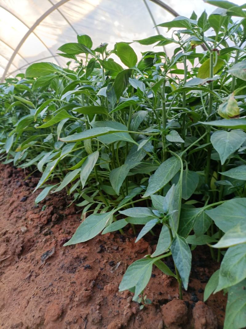 线辣椒苗，辣椒苗，优质辣椒苗，长茄子苗