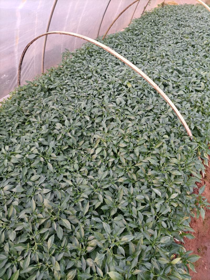 线辣椒苗，辣椒苗，优质辣椒苗，长茄子苗