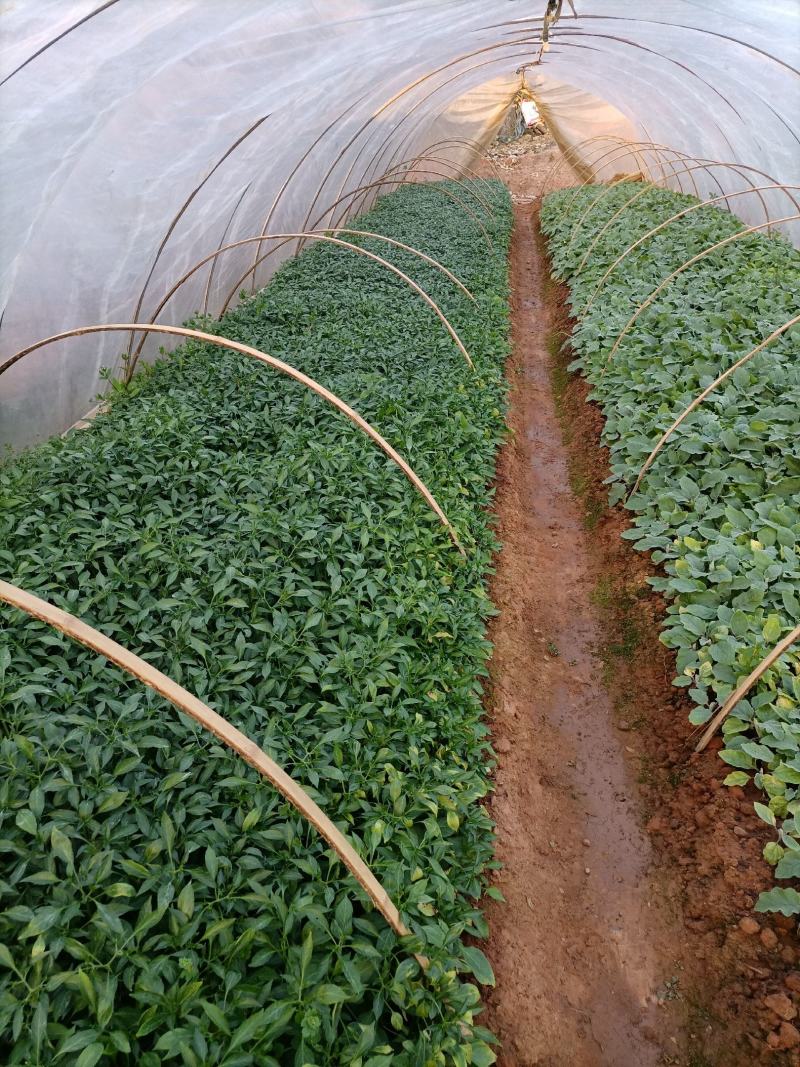 线辣椒苗，辣椒苗，优质辣椒苗，长茄子苗