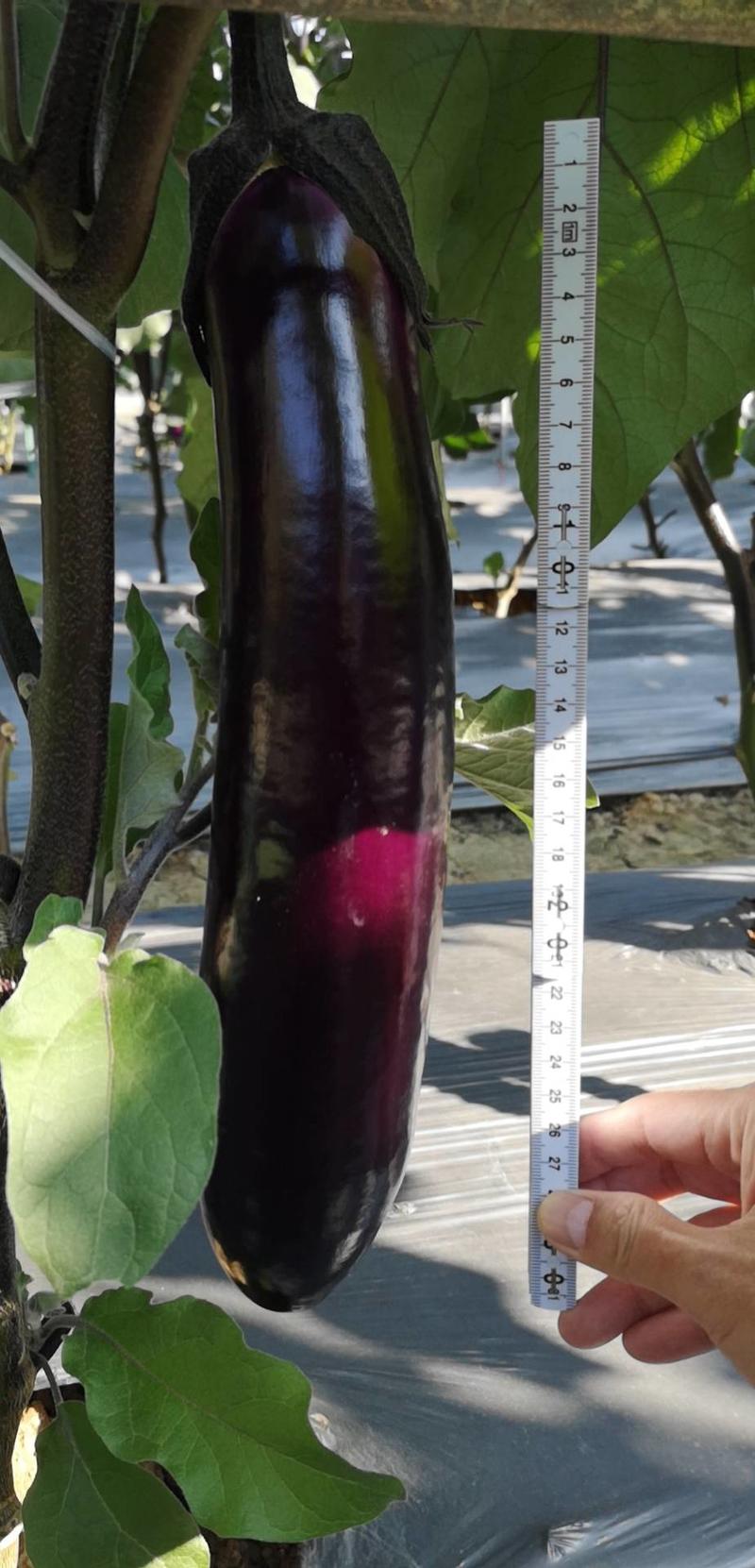 新型紫红茄黑马二号中茄肉质淡绿口感细滑
