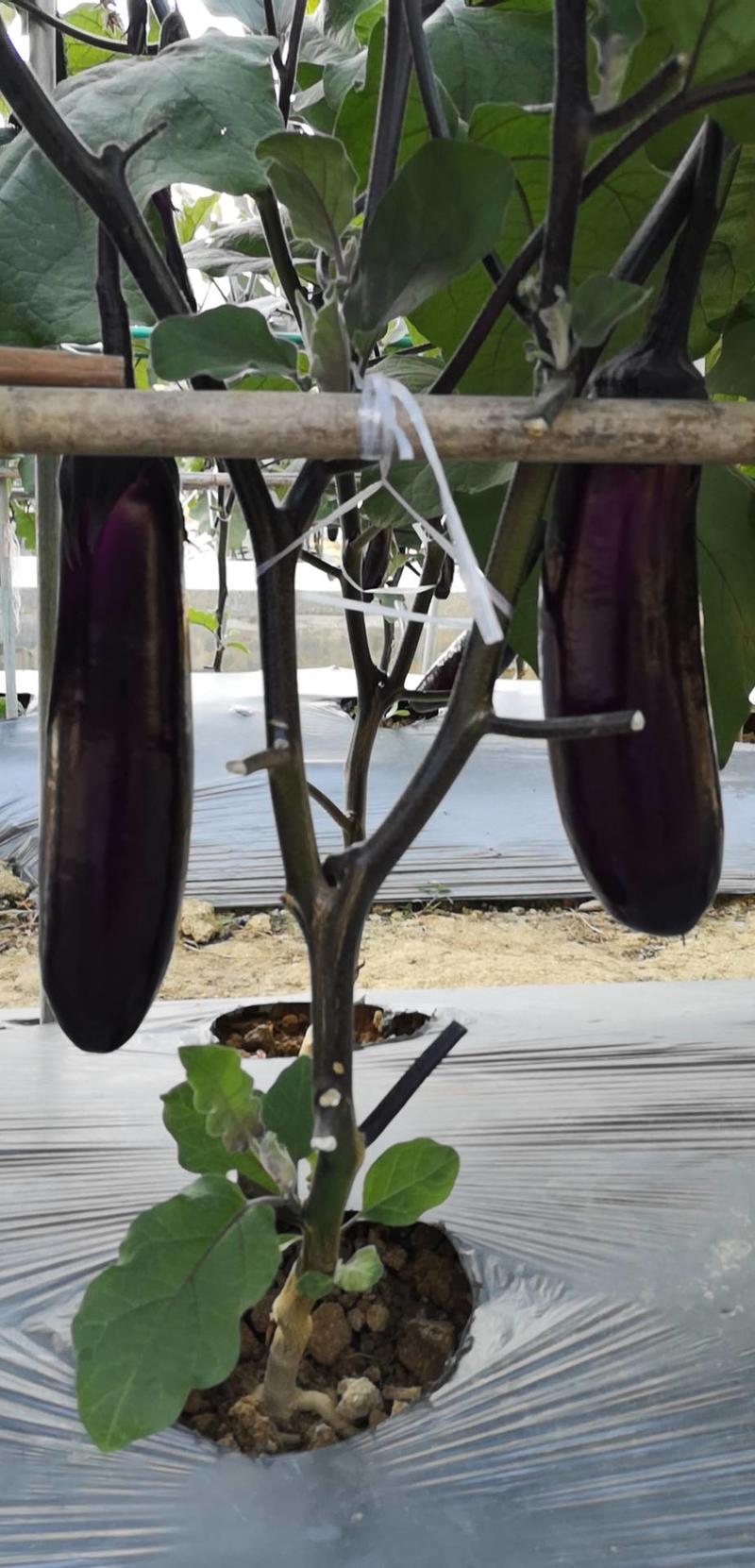 新型紫红茄黑马二号中茄肉质淡绿口感细滑