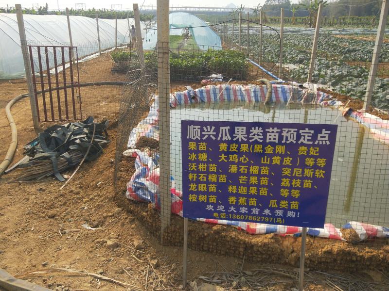 长期供应沃柑苗，欢迎大家前来定购