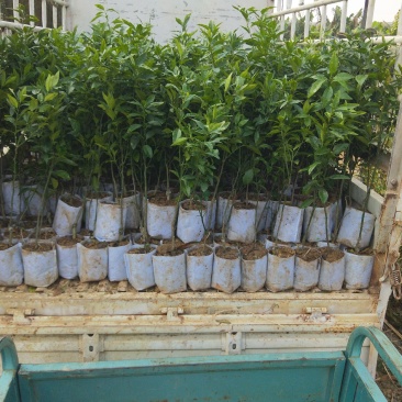 长期供应沃柑苗，欢迎大家前来定购